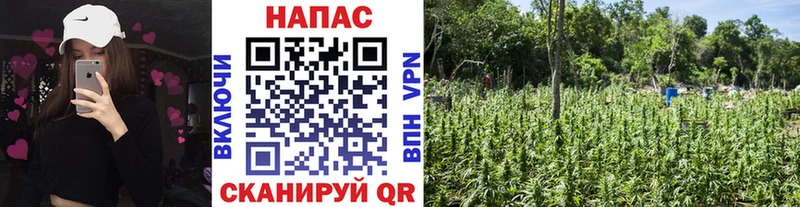 Конопля AK-47  Томск 
